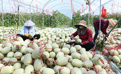 海南全省试行食用农产品合格证制度,年底出岛瓜果蔬菜全覆盖